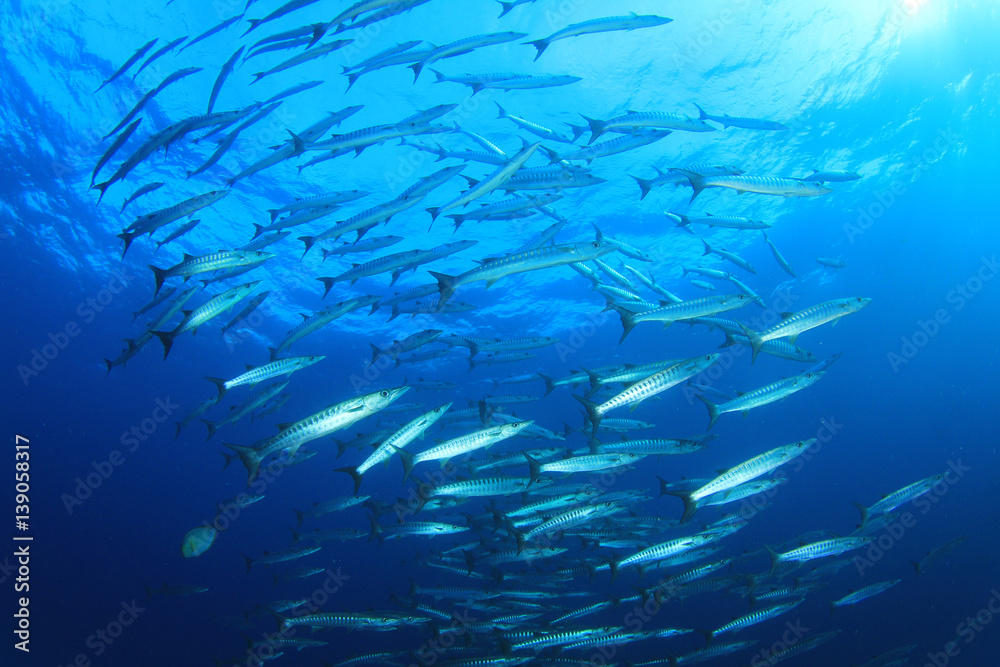 Fototapeta premium Szkoła ryb Barracuda w wodzie błękitnego oceanu