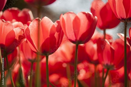 Fototapeta Naklejka Na Ścianę i Meble -  Tulips , the flowers in the garden , early spring