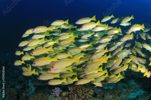 Tropical fish on coral reef underwater in ocean photo