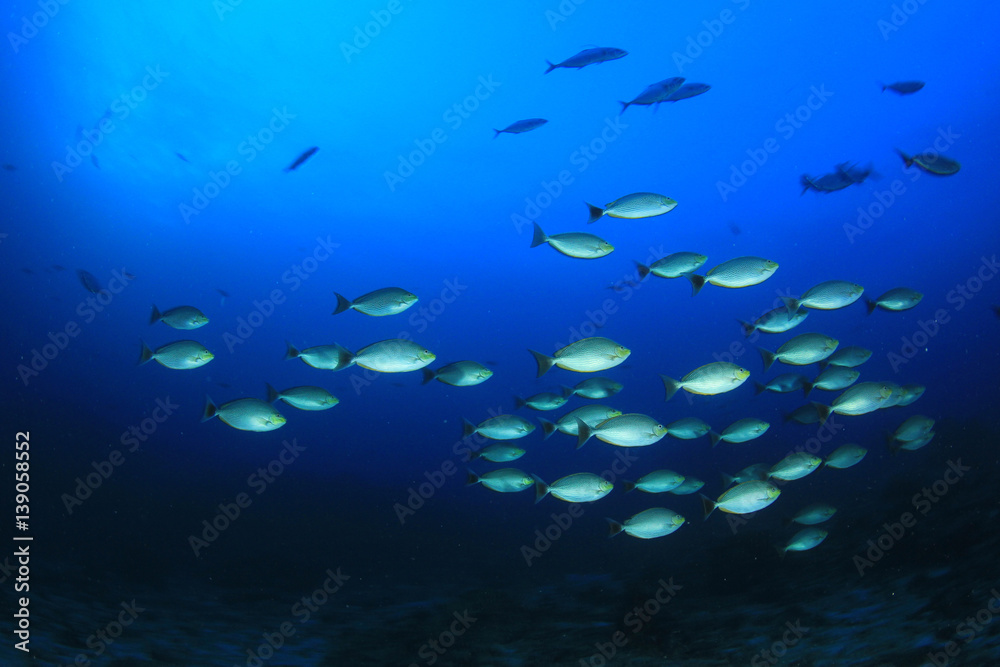 Tropical fish on coral reef underwater in ocean Tropical fish on coral reef underwater in ocean