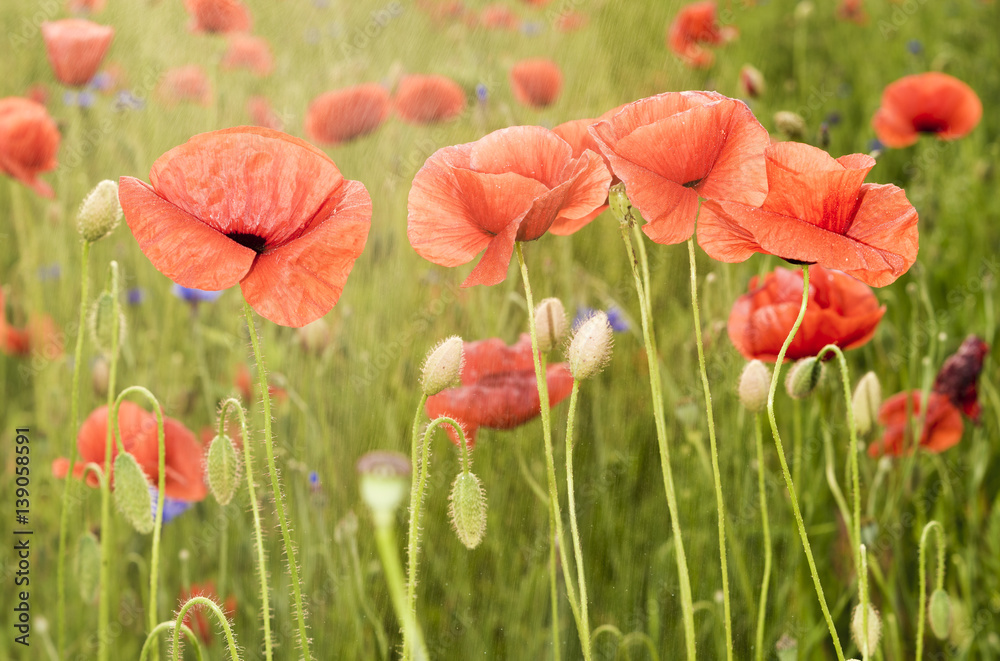 wild red poppies
