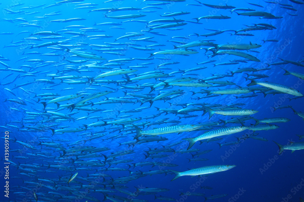 Barracuda fish school in blue ocean water Barracuda fish school in blue ocean water