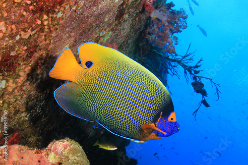 Blue-faced Angelfish tropical fish © Richard Carey