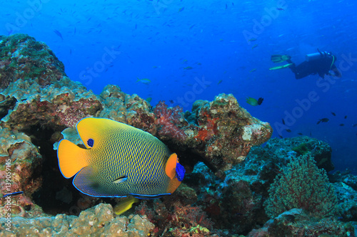 Angelfish and scuba diver