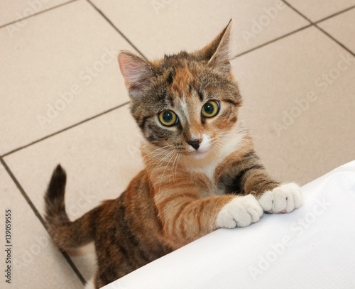 Tri-color kitten standing on his hind legs