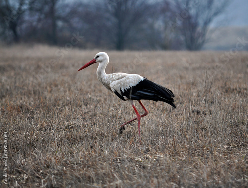 White Stork walking on spring meadow