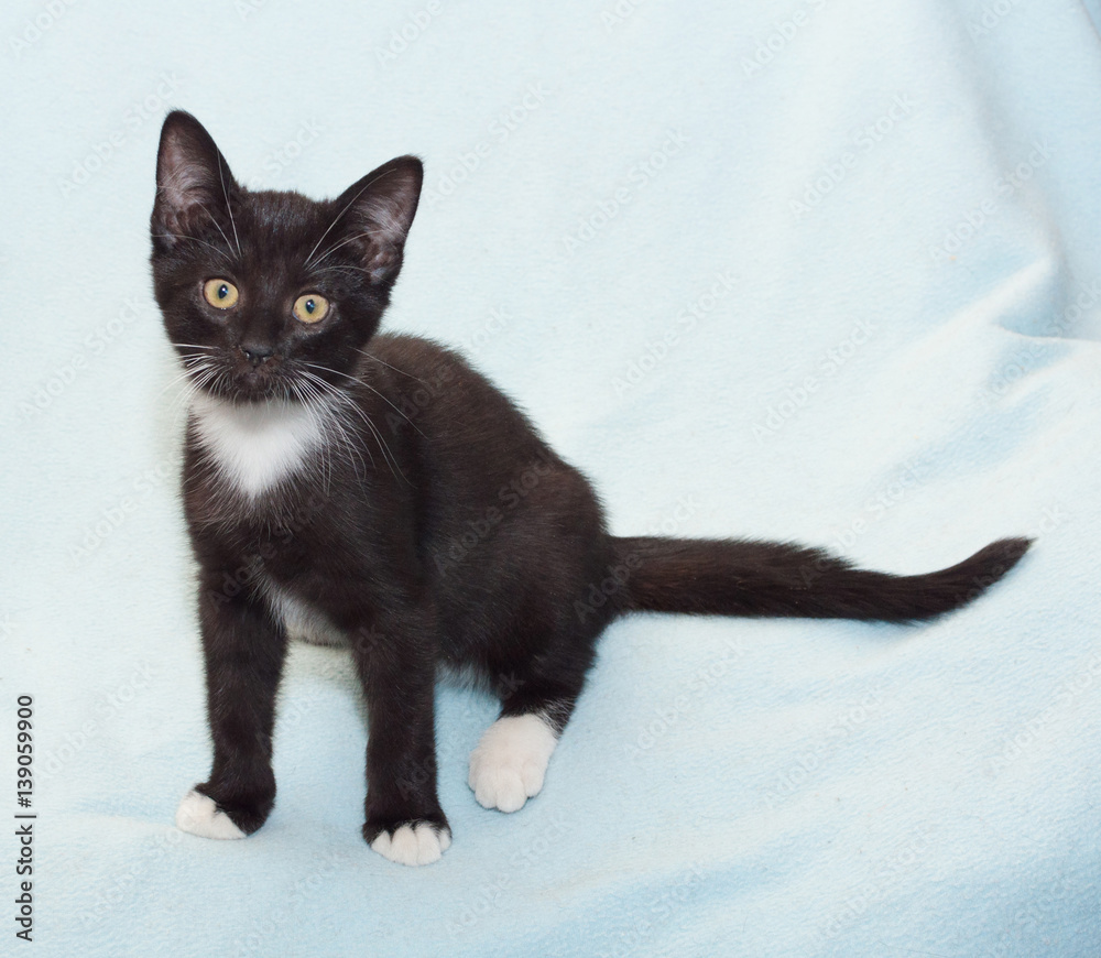 Black kitten with white chest sitting Black kitten with white chest sitting