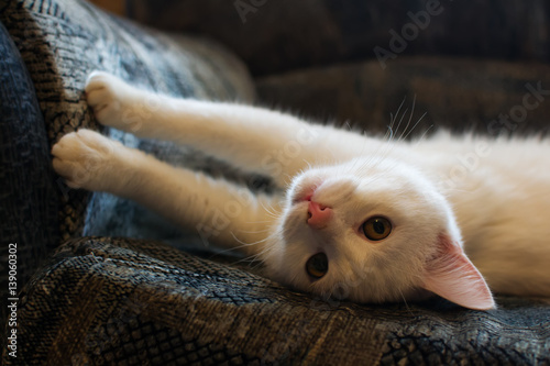 White cat sharpens claws on the sofa