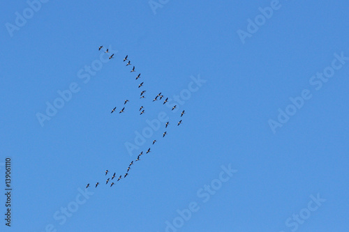Flock of migratory ducks on background blue sky