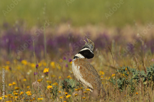 Display season little bustard