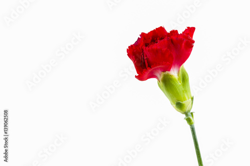 beautiful dianthus flower isolated on white background