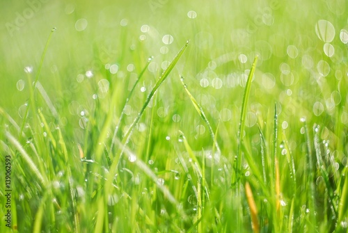 Green grass in morning dew