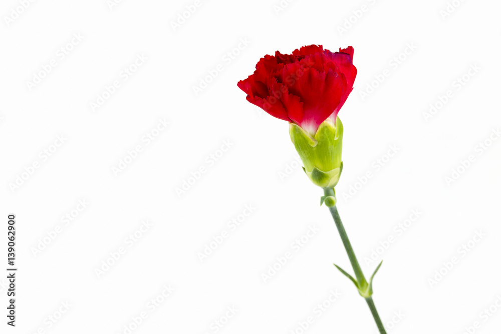 beautiful dianthus flower isolated on white background beautiful dianthus flower isolated on white background