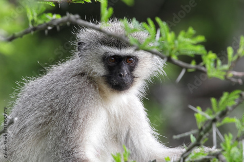 Südliche Grünmeerkatze (Cercopithecus pygerythrus) im Amakhala Game Reserve, Eastern Cape, Südafrika.