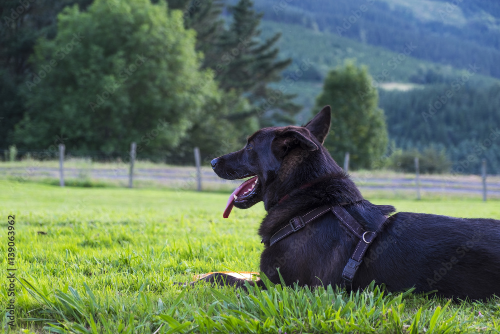 Black dog in the countryside of Basque Country Spain Black dog in the countryside of Basque Country Spain