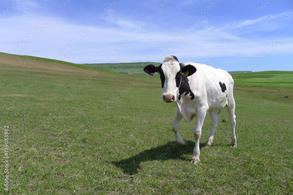 cow in Dutch landscape