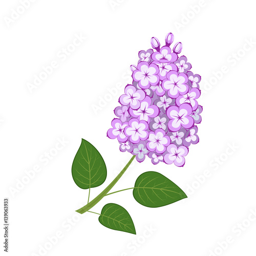 Branch of lilac