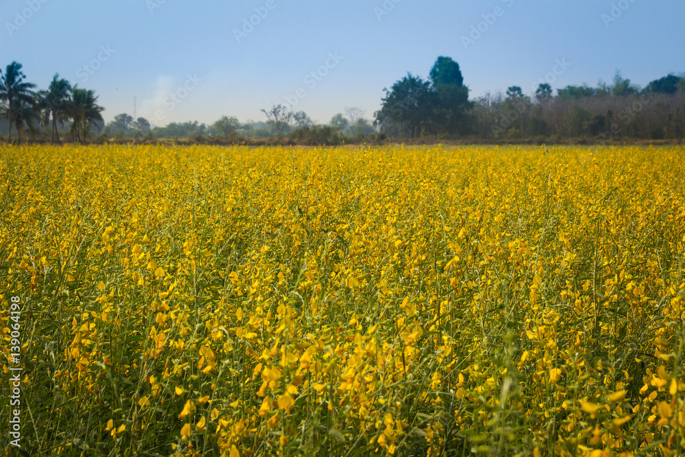 Yellow flowers  in the field.