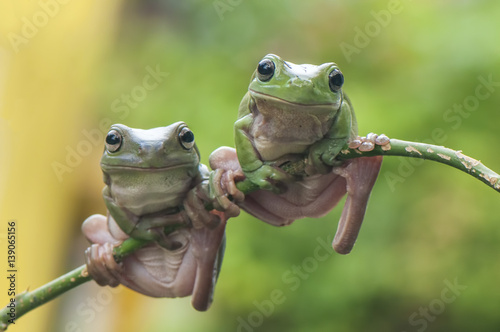 Valokuvatapetti 2 frogs