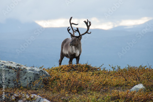 Reindeer