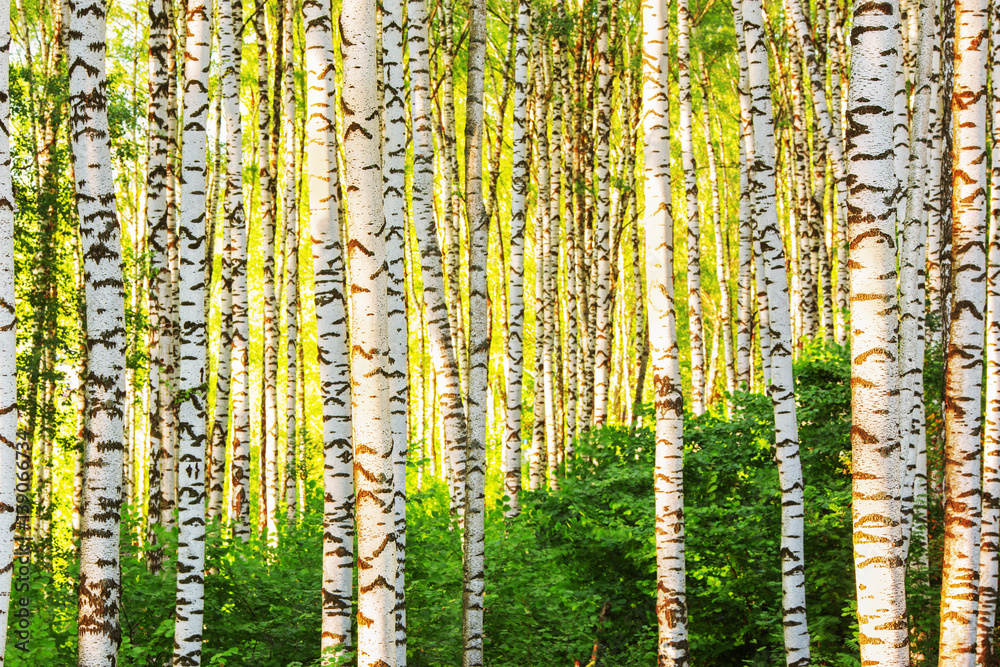 Obraz premium summer in sunny birch forest