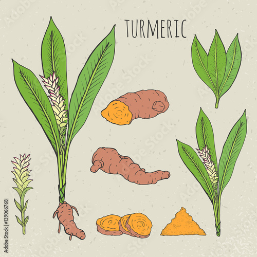 Turmeric medical botanical isolated illustration. Plant, root cutaway, leaves...