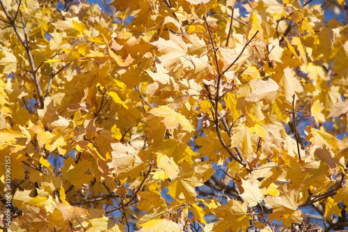 golden fall maple leaves