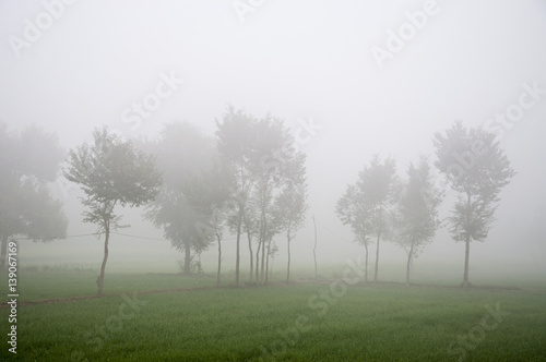 Foggy morning and landscapes 