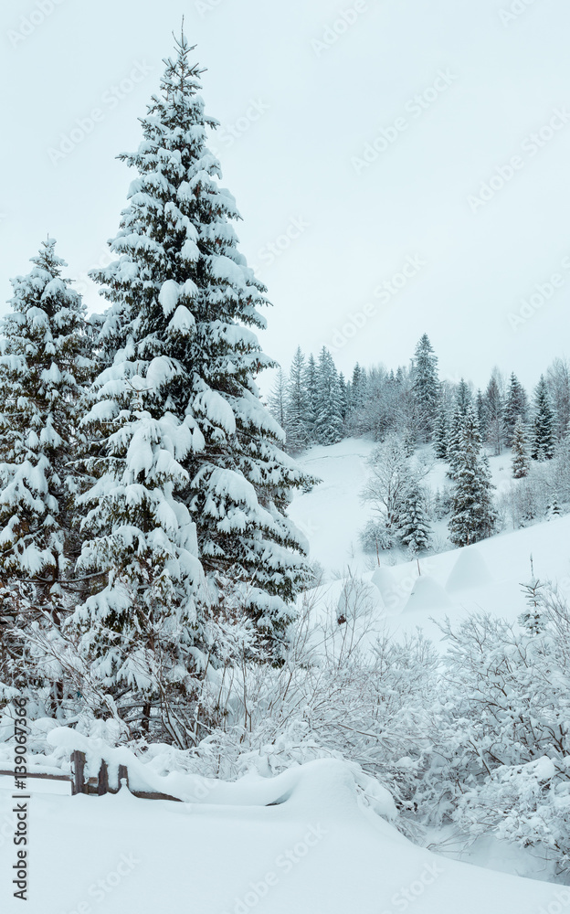 Fototapeta premium Winter Carpathian Mountains landscape.