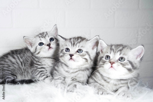 Scottish kittens Whiskas striped color portrait photo