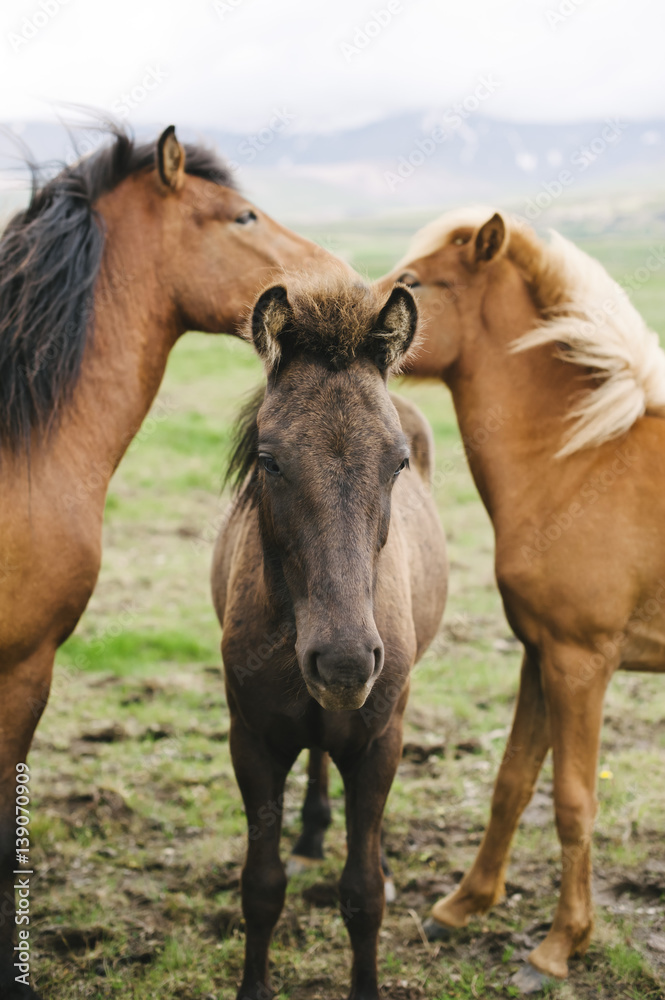 tree beautiful wild icelandic horses in the field tree beautiful wild icelandic horses in the field