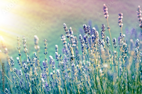 Fototapeta Naklejka Na Ścianę i Meble -  Lavender flower in flower garden