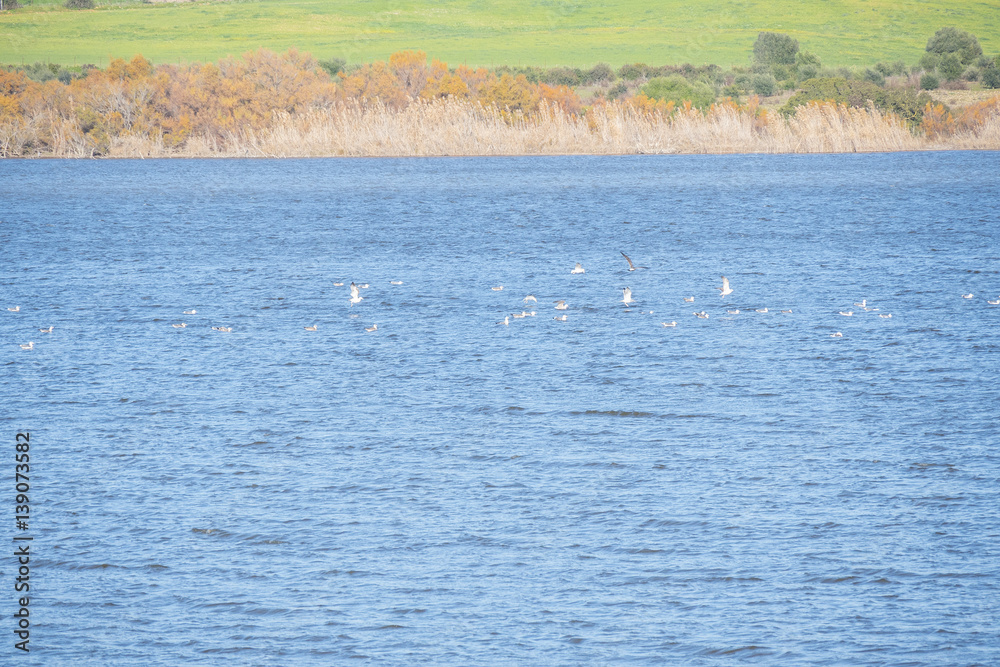 Fototapeta premium Birds in the Medina lagoon, Jerez de la Frontera, Cadiz, Spain