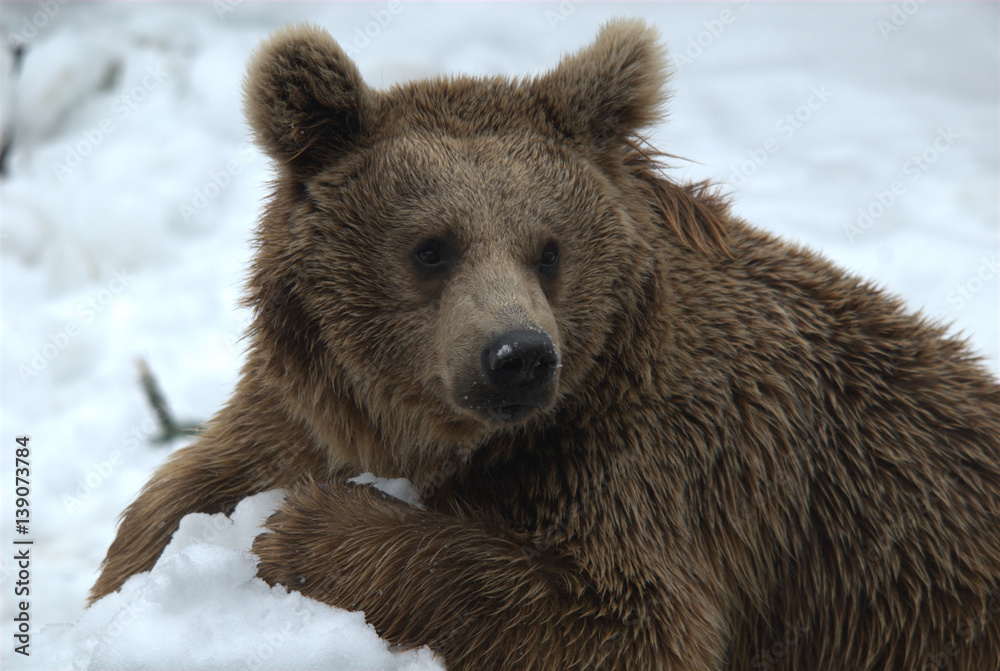 Obraz premium Bär im Winter
