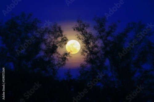 Full moon beautiful over dark sky at have tree shadow in night