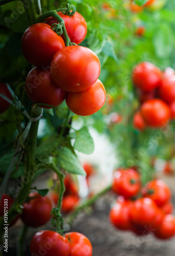 Ripe tomatoes in garden ready to harvest