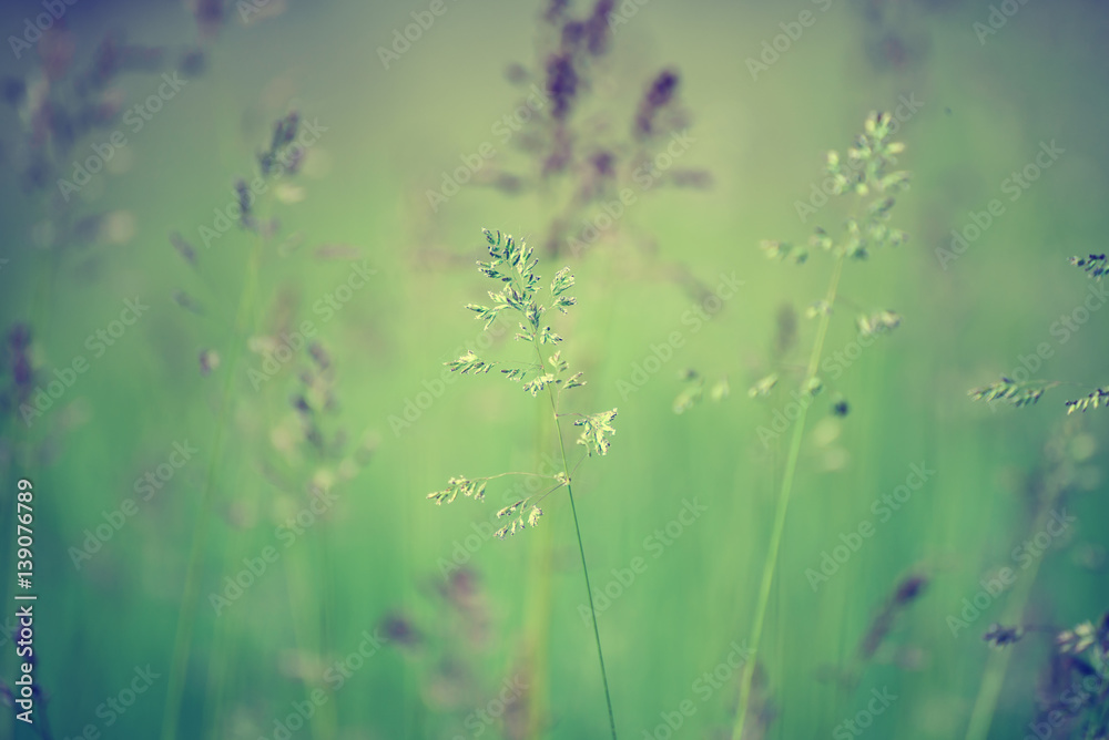 Green grass meadow suitable for backgrounds or wallpapers, natural seasonal landscape
