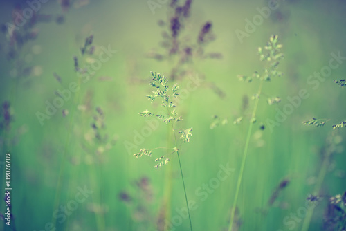 Fototapeta Naklejka Na Ścianę i Meble -  Green grass meadow suitable for backgrounds or wallpapers, natural seasonal landscape
