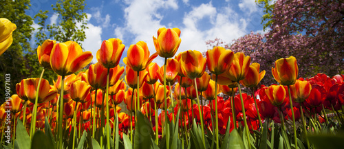 Fototapeta Naklejka Na Ścianę i Meble -  Spring in garden, flower background, tulips