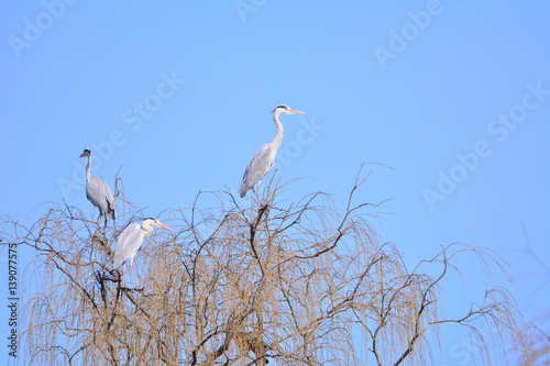 Heron