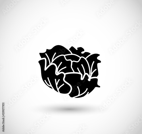 Lettuce icon vector