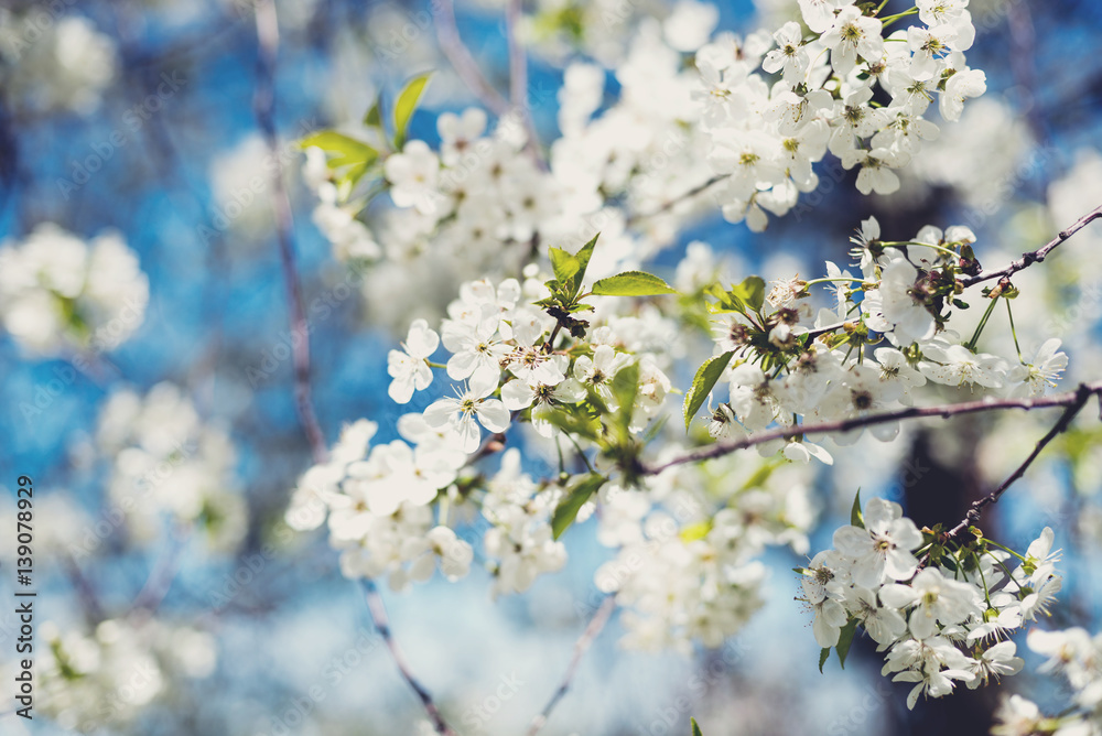 Flowers of blossom tree Flowers of blossom tree