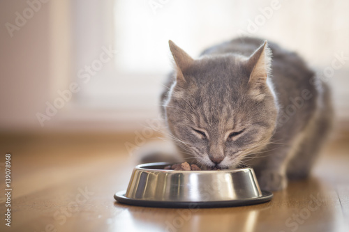 Cat enjoying the meal