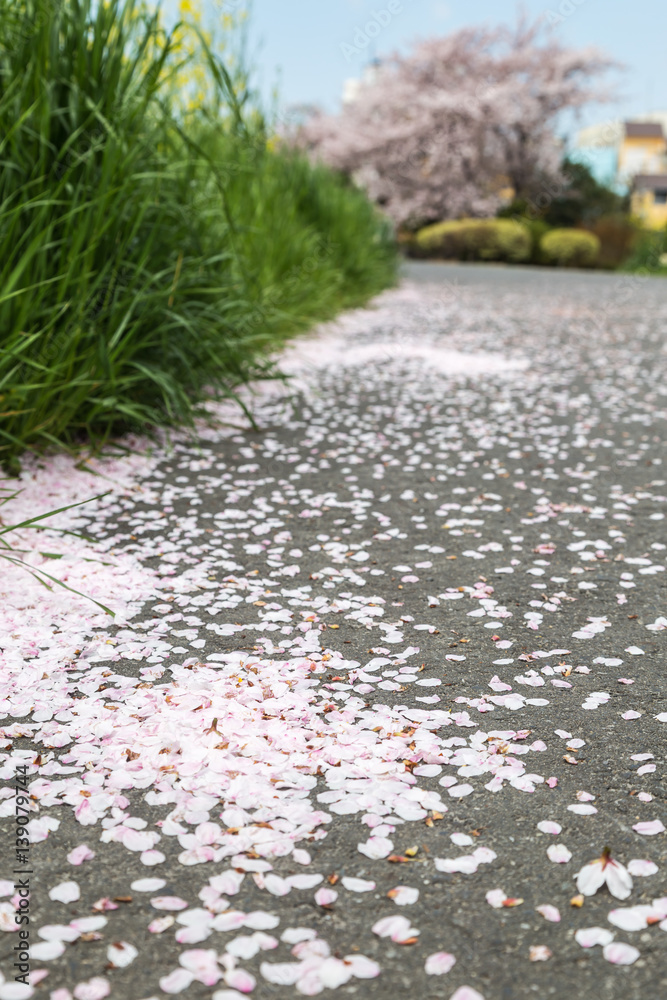 petal of sakura fall on the walkway petal of sakura fall on the walkway