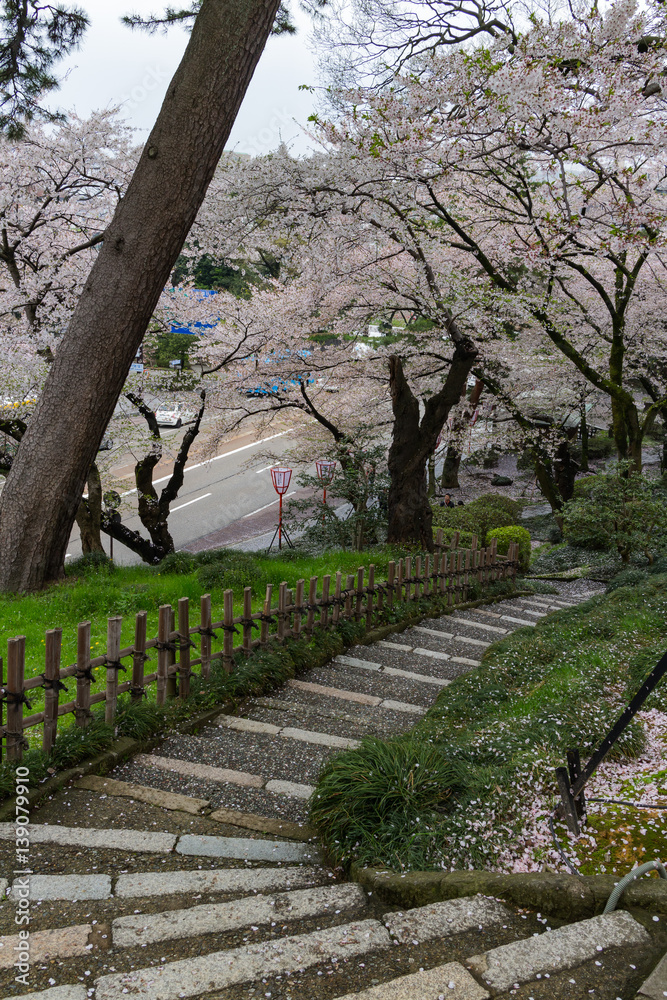 Fototapeta premium rock stairs and bamboo palisade down slope covered by sakura trees