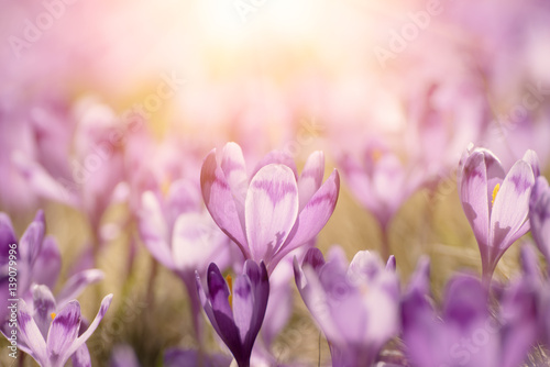 Beautiful violet crocuses flower growing on the dry grass, the first sign of spring. Seasonal easter sunny natural background.