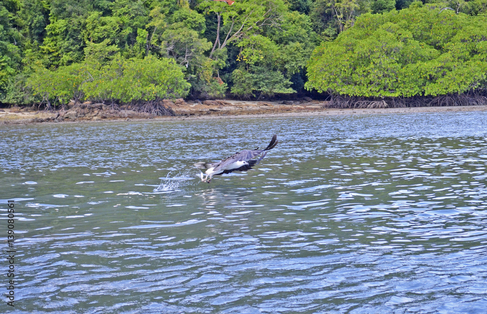 Fototapeta premium eagle feeding - the popula touristic attraction, Langkawi island