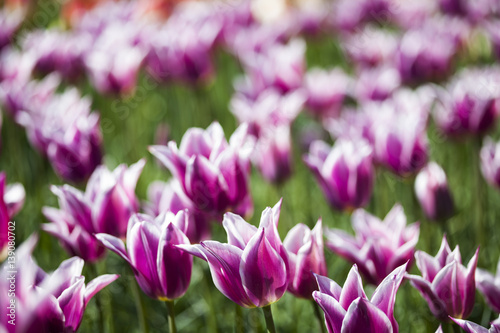Tulips , the flowers in the garden , early spring