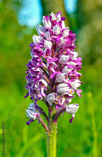 Helmknabenkraut Orchis militaris