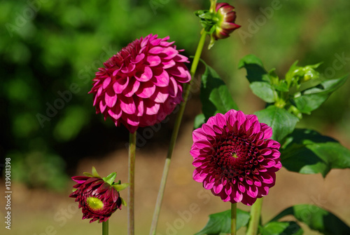 Dahlia pompon violet au jardin en été